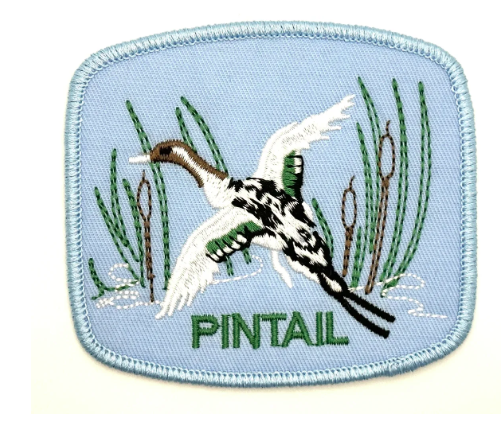 Pintail